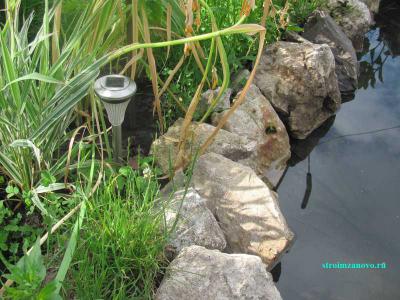  
Растения водоёма