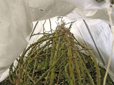Выращивание роз: проблемы, с которыми столкнетесь Выращивание роз: проблемы, с которыми столкнетесь