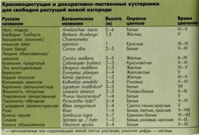 Живая изгородь на даче своими руками: какие растения лучше выбрать, пошаговый процесс монтажа Живая изгородь на даче своими руками: какие растения лучше выбрать, пошаговый процесс монтажа