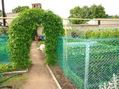 Живая изгородь на даче своими руками: какие растения лучше выбрать, пошаговый процесс монтажа Живая изгородь на даче своими руками: какие растения лучше выбрать, пошаговый процесс монтажа